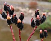 Black Pussy Willow plants