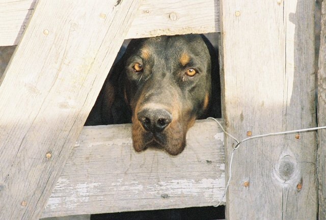 Stock Photography Mike the Dog Fine Art Photography