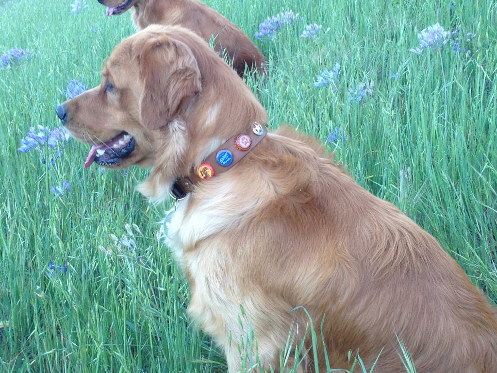 Multi Beer Cap Leather dog collar with paw shaped bottle opener and Star Concho.  Any Color. Custom.