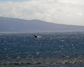 Ocean Photography-  Whale Breaching   -  Maui  Coast - 8x10 -By The Sea -Fine Art