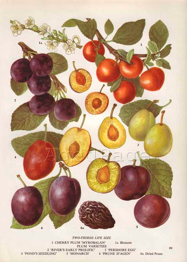 Vintage Botanical Print, Food Plant Chart, Art Illustration, Kitchen Decor Series, Fruit, Plum