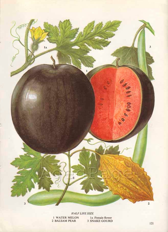 Vintage Fruit Botanical Print, Food Plant Chart, Art Illustration, Kitchen Decor Series, Watermelon
