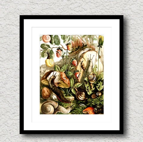 Snails and Slugs Pulmonata Archival Vintage Reproduction Art Print Plate 8x10 inch or A4 Poster Sign P164