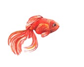 Goldfish Watercolor Illustration Print Orange Tangerine Tango Red Sea