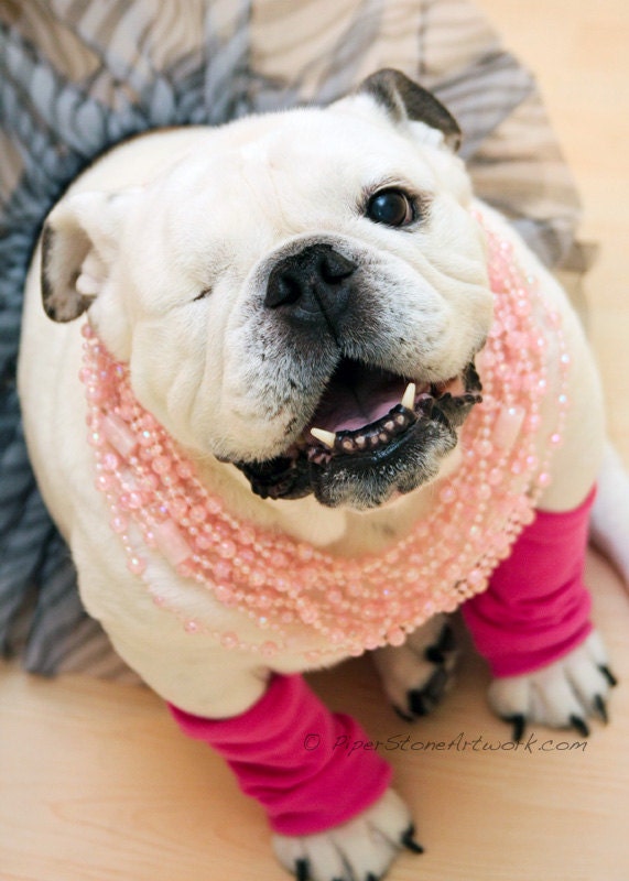 Sassy English Bulldog - Photo featured in LIFE AND DOG Magazine - Piper Stone in leg warmers and tutu - Fine Art Dog Photo - 5x7