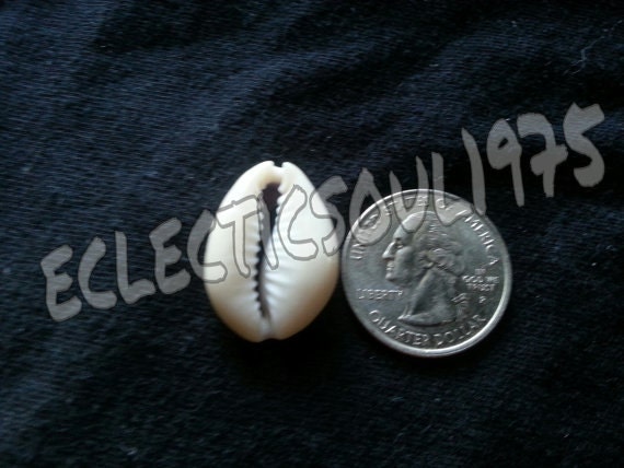 100 Cowrie, Cowry Shells