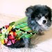 Small Dog's Dress Chihuahua - Cotton Pink, Green, Black & Turquoise Desert Blossoms
