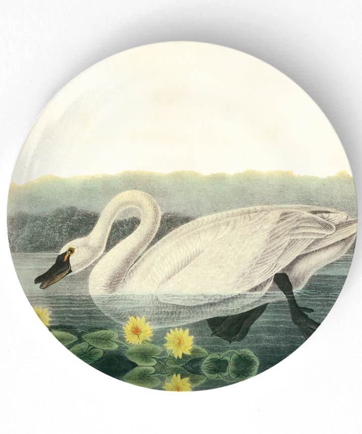 Swan, 1800's Audubon artwork - reproduced on 10 inch Melamine Plate with softly aged off-white background