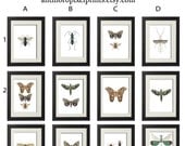 Spring insects Vintage / Modern inspired Art Prints - Pick Any (2) Prints Any Color - 5 x 7 Prints - Featured Bold Bright Colors (UNFRAMED)