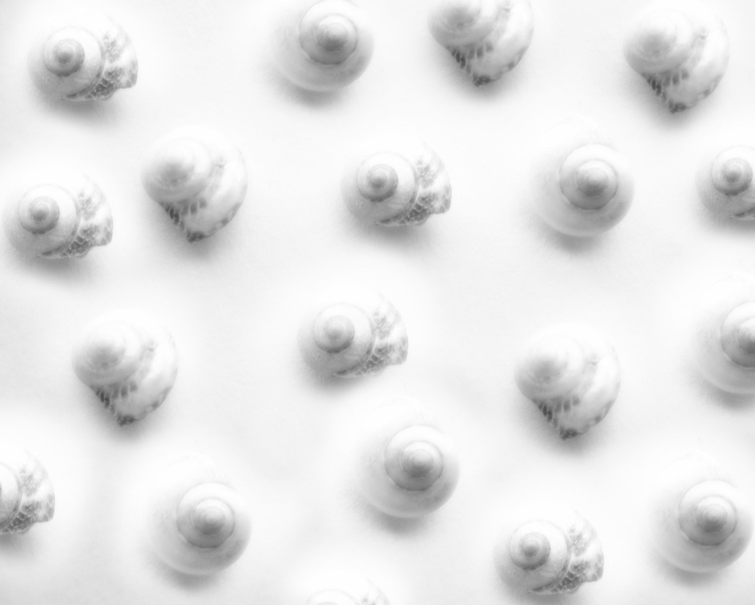 Sea Shell Art Print Beach White and Grey 8x10 Natural Sea Shells Minimalist Grey and White Photography Dreamy Photography Black and White