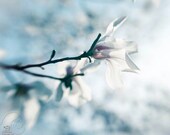 White Magnolia blossoms spring photo blue home decor 8x10" print