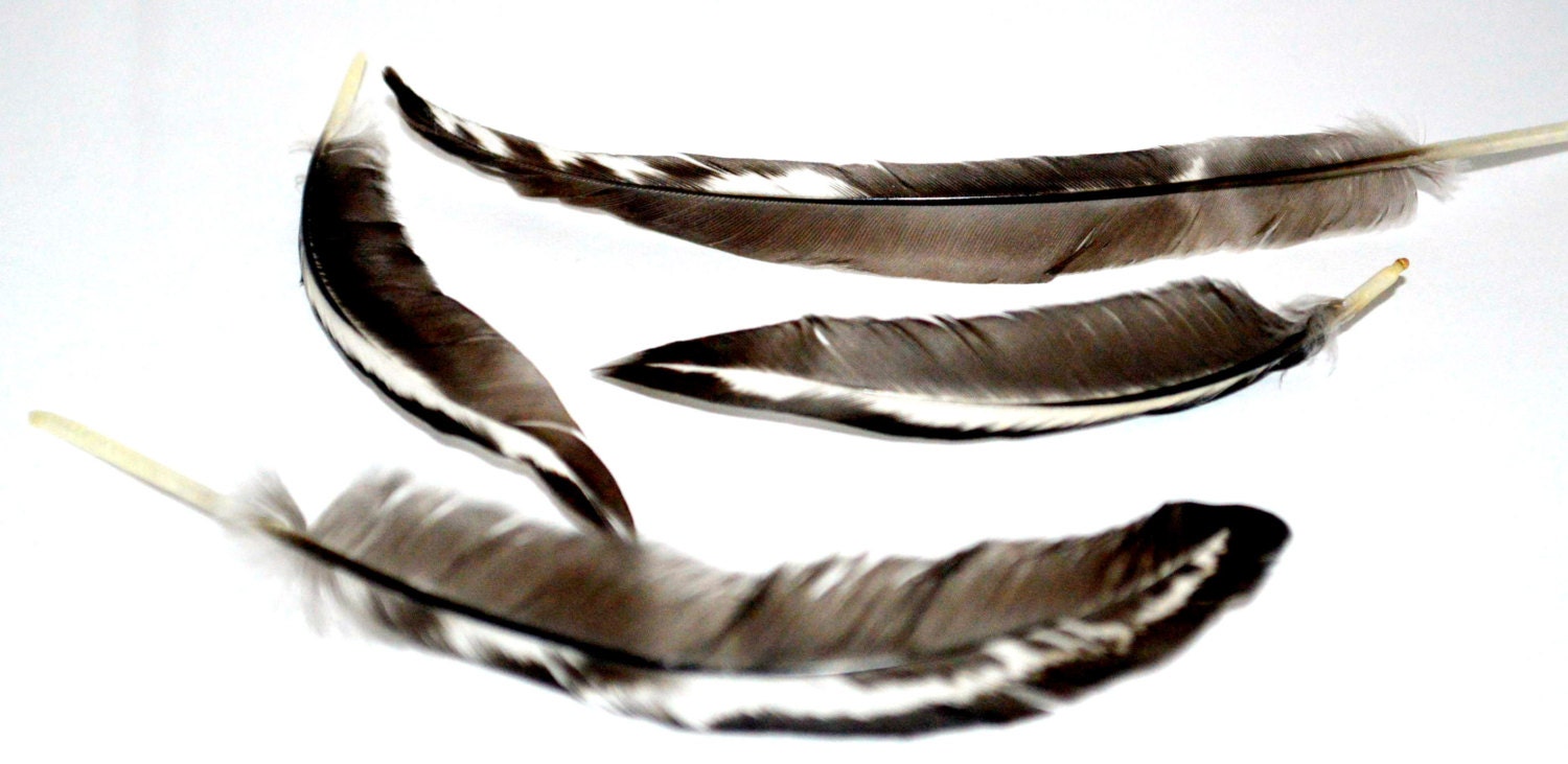 Feathers Long thin Black white specks 22
