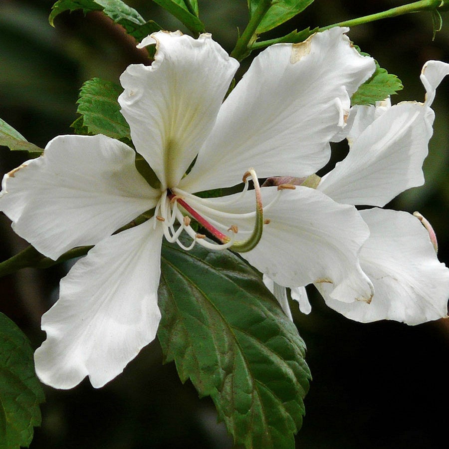 Bauhinia variegata alba White Orchid Tree 10 seeds by SmartSeeds