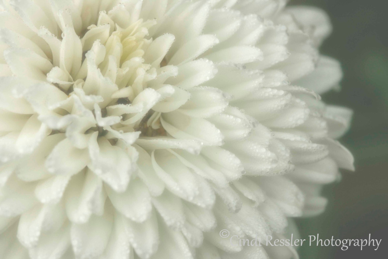 Double Bloom Shasta Daisy, 5x7 Fine Art Photography, Flower Photography - CindiRessler