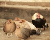 Rooster Chicken Hen Photograph Rustic Faded Vintage Country Barnyard Farm Animals Wall Decor Home Decor by Tabora