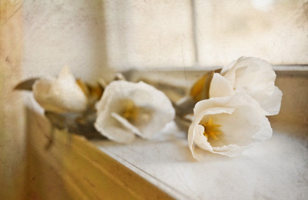 Neutral Flower Still Life, White Roses, Cottage Shabby Chic, Neutral Beige Gold Home Decor, Color  Fine Art Photography 8x10 Wall Print