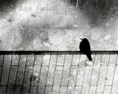 Crow Art, Fence Art, Crow Print - Fragile Tension - Black and White, Geometric Print, Charcoal Grey, Animal Photography, Black Feather, 8x12
