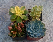 4 SUCCULENT PLANTS, Succulent Wedding Favors - Ship date July 29th