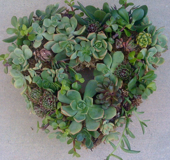 DIY SUCCULENT WREATH, 45 floral pins, 45 succulent cuttings