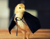 Postcards Chicks in Hats Baby Chick Pretending to be Mysterious in Black Cape Post Cards (4) SALE