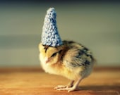 Chicks in Hats Magnet This Will Make Your Refrigerator Happy