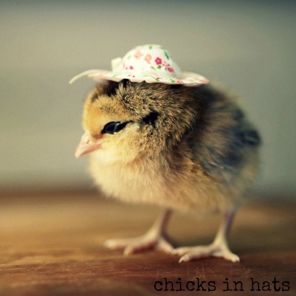 Chicks in Hats Magnet This Will Make Your Refrigerator Happy
