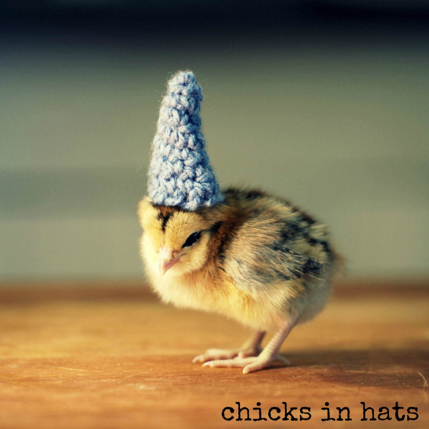 Greeting Card Chick in Pointy Blue Crocheted Hat Folded Photo Note Card With Envelope (1)