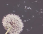 Dandelion Photograph - Summer Photography - Conceptual Photography - Fine Art Photography - Modern Wall Art - Home Decor