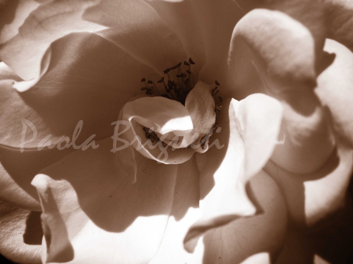 Flower Photography, Sepia, Rose, Close Up, Fine Art Photography, Macro, Floral, Spring, 8x10