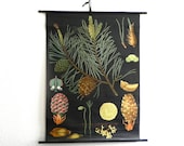 Vintage Pull-Down Chart- Germany- Educational Classroom Poster-kiefer- pine- Jung Koch Quentell