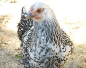 Farm Chicken Wyandotte Black & White Hen Photo Print 8x10