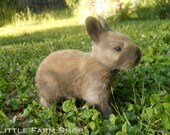 Little Rabbit Kit in Nature Green Clover Field Photo Print 8x10