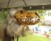 GOLD  Coyote Skull Dance Talking Stick Buffalo Rib Bone tail teeth face pow wow tribal