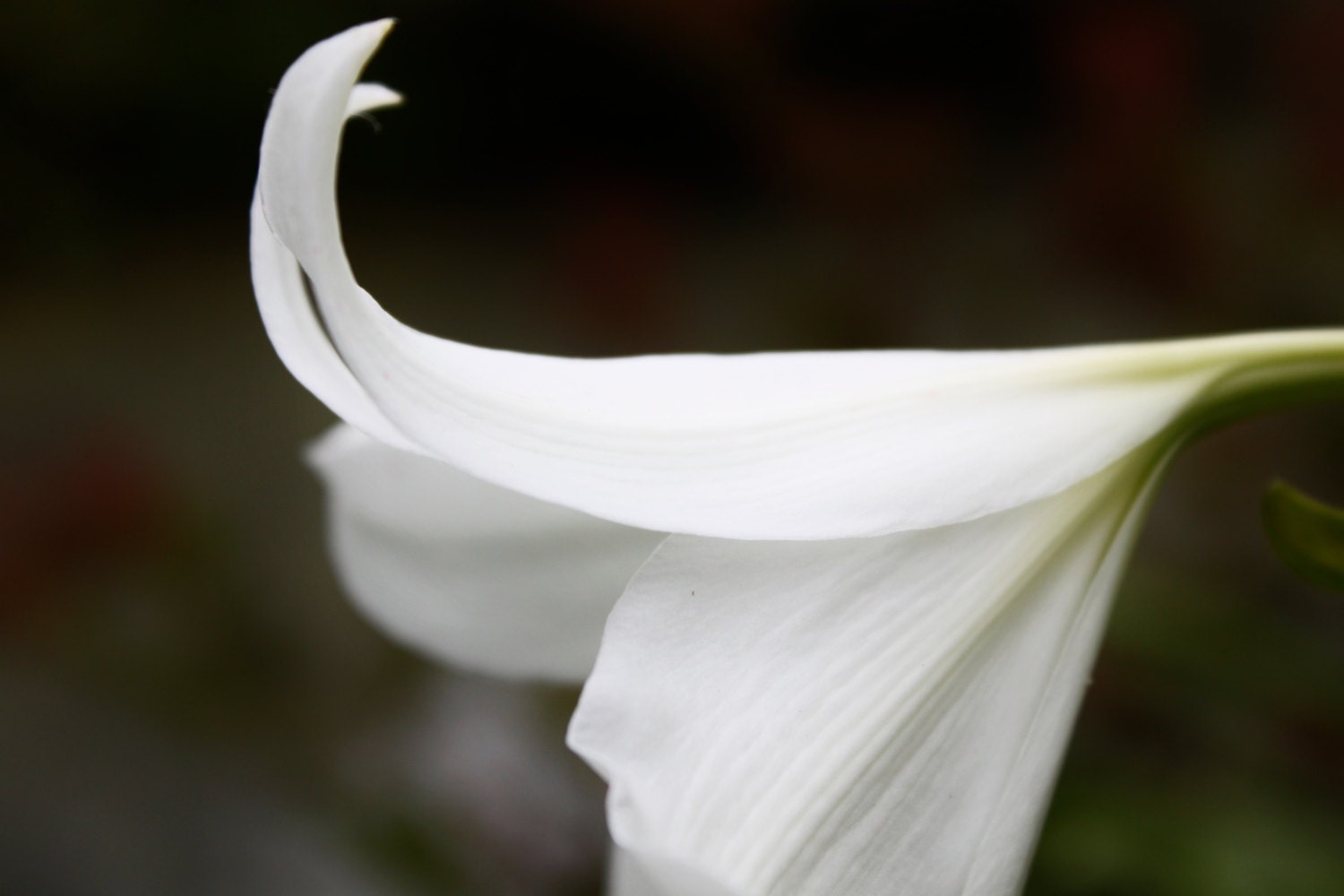 White Lily Petal - Easter Lily - Fine Art Photograph - VARIED SIZES