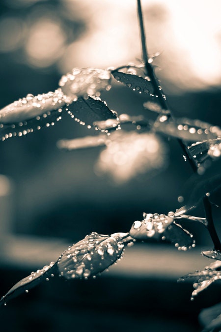 Wet Leaves Rain Photograph - water droplets rain leaf nature photography - 8x12 Fine Art Photo Print