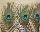 5 Peacock Feather, Craft Feather Sale, For jewelry, costumes, crafting projects, wedding and other special occasions