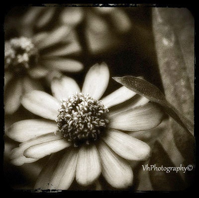 Nature Photography Fine Art Black and White Soft Flower 12x12  LIMITED TIME SALE - VickiesPhotography