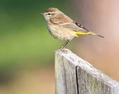 Palm Warbler - Honeymoon Island