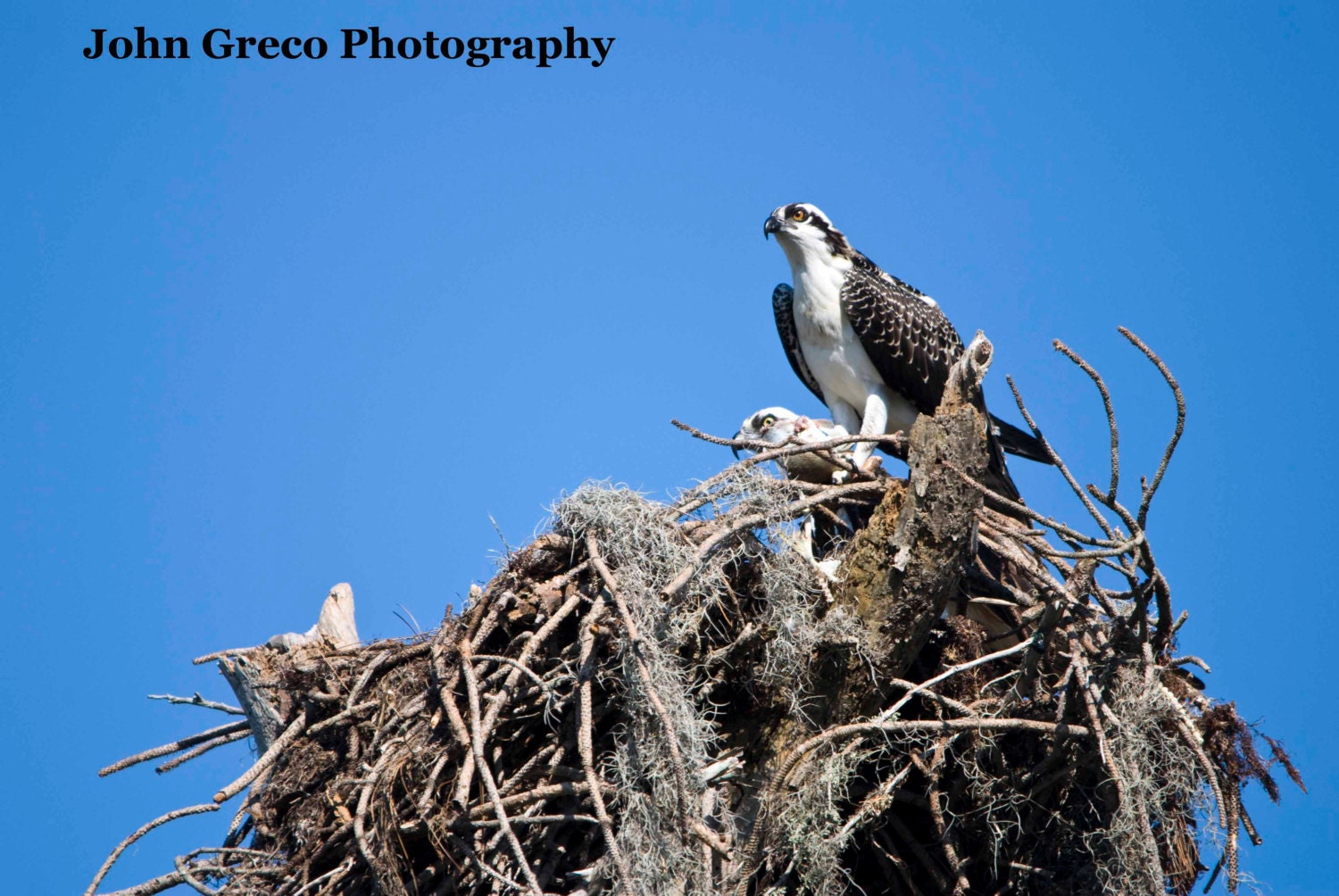 Osprey and Chick