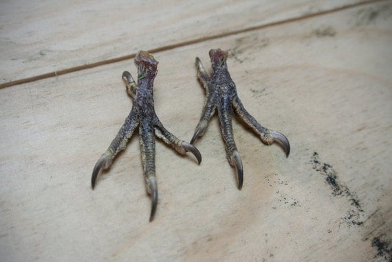 Dried Taxidermy Parakeet Feet featured image