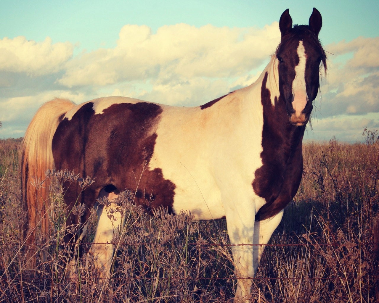 Horsing around, vintage colours - The Pose - landscape, fine art, skewbald horse