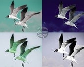 Animal Photography "Seagull Skies" 5x7 Fine Art Photography - High & Low Series