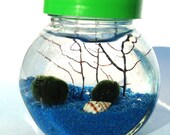 Marimo moss ball in the deep blue sea//Home decor, zen, terrarium