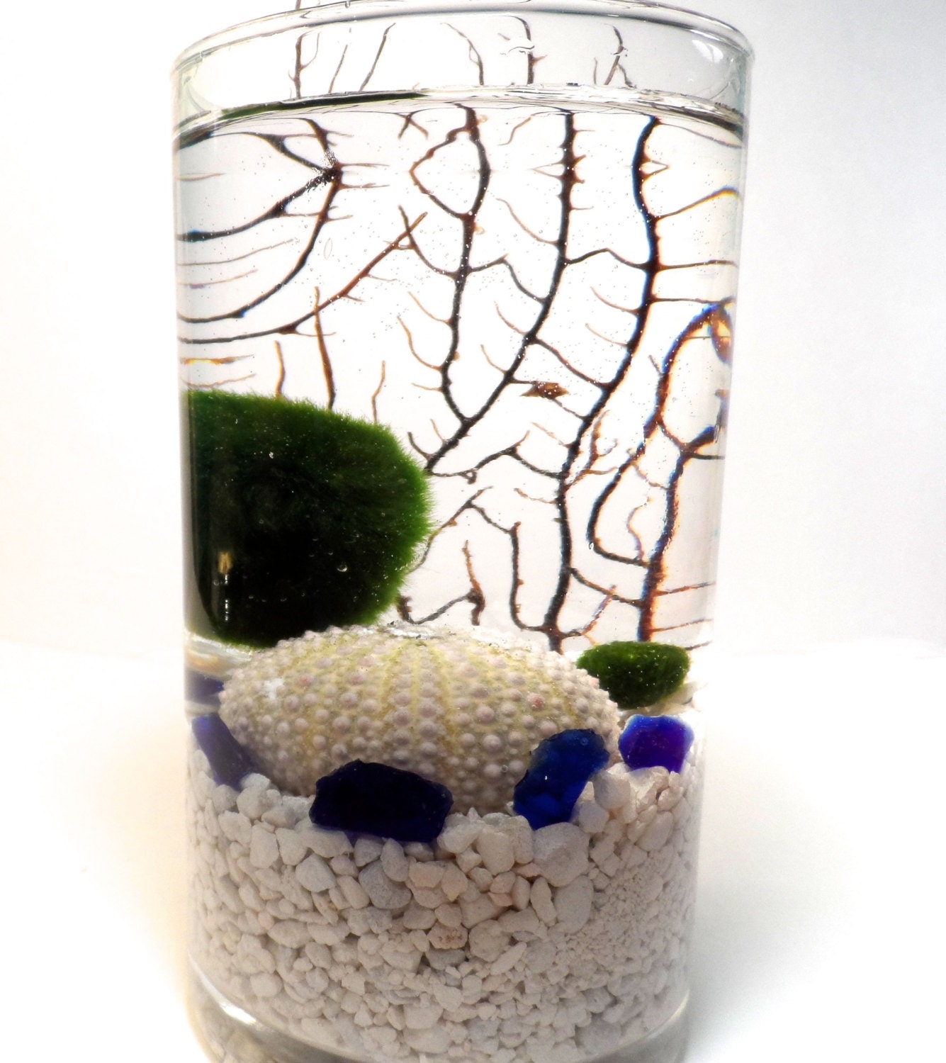 Zen marimo terrarium live japanese marimo moss ball terrarium in cylinder vase with sea fan and sputnik sea urchin
