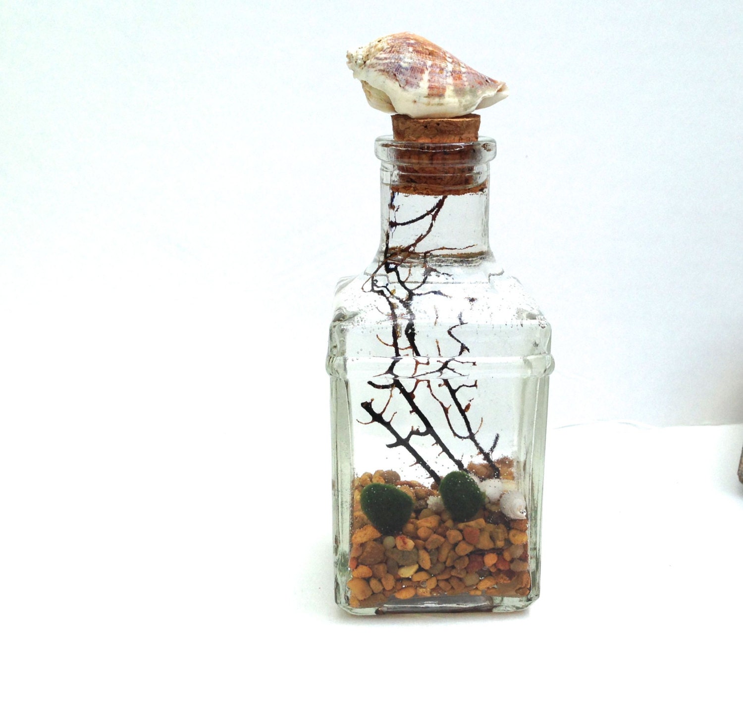 marimo seashell terrarium in apothecary jar with live japanese marimos