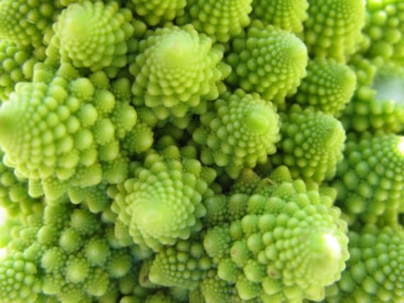 Heirloom Broccoli Romanesco Unusual Plant with by CheapSeeds