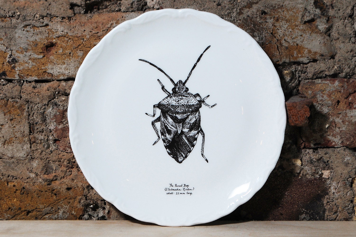 Illustrated Parent Bug (Shield Bug) Tea Plate