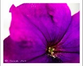 Purple Petunia Photo Print, Macro Nature Photography, Flower Close up, Monochromatic, 8x10, Still Life, Australian
