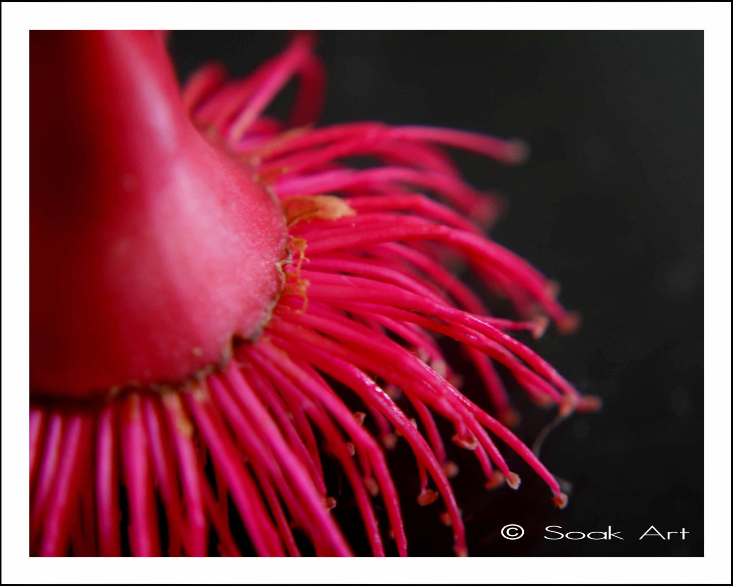 Australian Pink Flowering Gum Photo Print, Macro Nature Photography, Flower Close up, Monochromatic, 8x10, Still Life