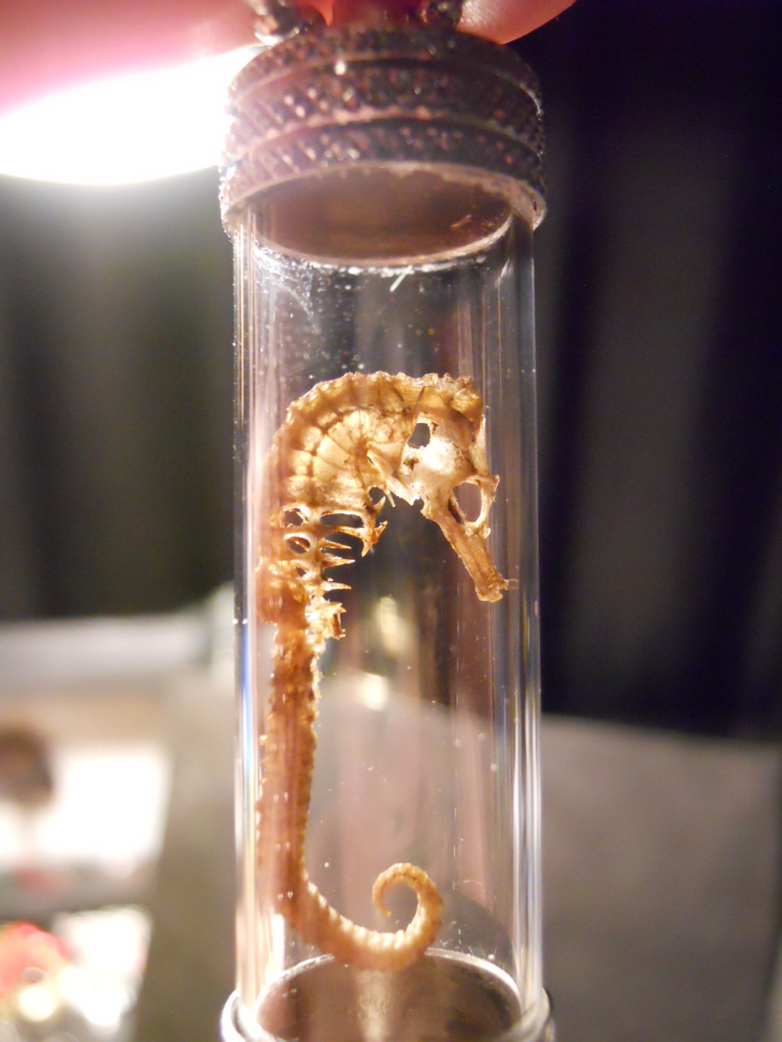 ZOMBIE Seahorse SKELETON Ossuary Taxidermy by TheCuriositeer